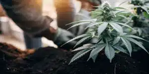 Transplanting a Flowering Cannabis Plant