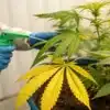 Treating Cannabis Plants with Yellow Leaves
