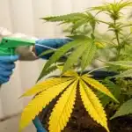 Treating Cannabis Plants with Yellow Leaves
