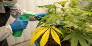 Treating Cannabis Plants with Yellow Leaves