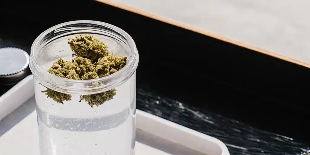 Washed cannabis buds draining in a container after the post-harvest cleaning process.