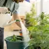 Grower applying water-soluble fertilizer to potted cannabis plants during the flowering stage.