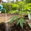 Watering an Outdoor Cannabis Plant