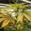 Yellow Cannabis Leaves from Nitrogen Deficiency