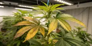 Yellow Cannabis Leaves from Nitrogen Deficiency