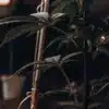 Young Cannabis Plant with Low Stress Training