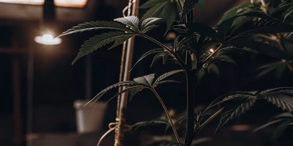 Young Cannabis Plant with Low Stress Training