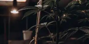 Young Cannabis Plant with Low Stress Training