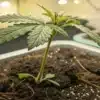 Healthy Young Cannabis Seedling in Soil