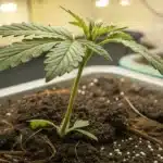 Healthy Young Cannabis Seedling in Soil