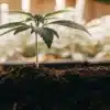 Young cannabis seedling planted deeply in soil to support healthy stem development.