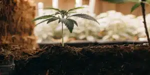 Young cannabis seedling planted deeply in soil to support healthy stem development.