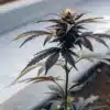 Young purple cannabis plant growing beside a hydroponic water channel.