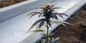 Young purple cannabis plant growing beside a hydroponic water channel.