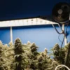 1000 PPM CO2 Monitoring in a Cannabis Grow Room