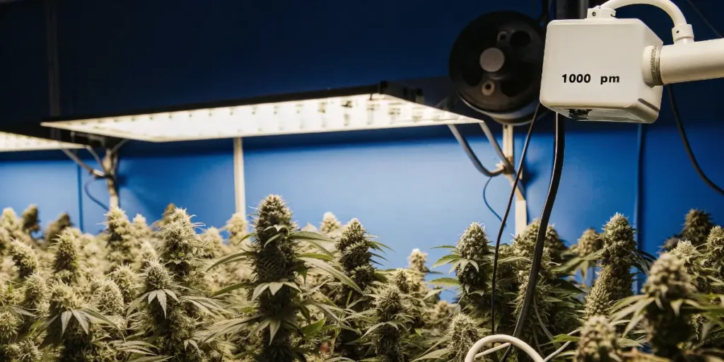 1000 PPM CO2 Monitoring in a Cannabis Grow Room