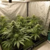 4x4 Cannabis Grow Tent With Multiple Plants