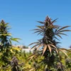 Thai Fantasy Cannabis Plants Flowering Outdoors.