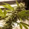Tijuana Cannabis Flowering Indoors Under LED Lights.