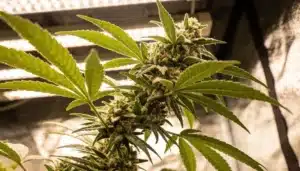 Tijuana Cannabis Flowering Indoors Under LED Lights.
