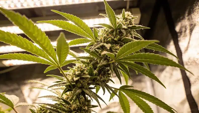 Tijuana Cannabis Flowering Indoors Under LED Lights.