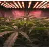Top 44 Indoor Grow Room Under LED Lighting.