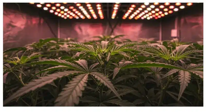 Top 44 Indoor Grow Room Under LED Lighting.