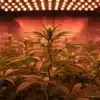 Triangle Kush cannabis plants growing indoors under LED lights.