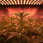 Triangle Kush cannabis plants growing indoors under LED lights.