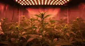 Triangle Kush cannabis plants growing indoors under LED lights.