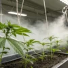 Aeroponic Cannabis Plants in an Indoor Grow Room