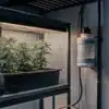 Cannabis DWC Grow System for Indoor Cultivation