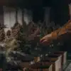 Cannabis Grower Inspecting Flowering Plants