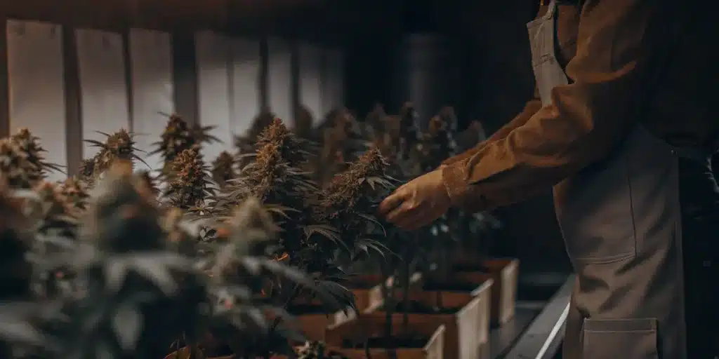 Cannabis Grower Inspecting Flowering Plants