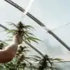 Cannabis Grower Inspecting a Plant in a Greenhouse