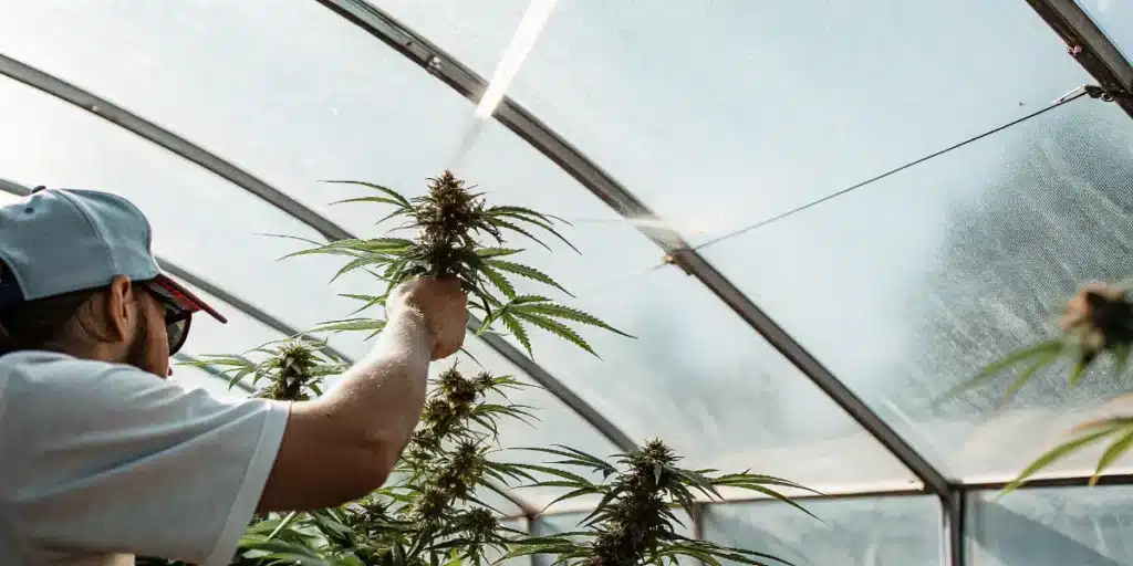 Cannabis Grower Inspecting a Plant in a Greenhouse