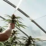 Cannabis Grower Inspecting a Plant in a Greenhouse