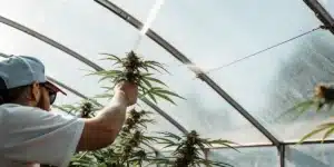 Cannabis Grower Inspecting a Plant in a Greenhouse