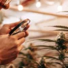 Cannabis Grower Inspecting Plants With a Magnifying Glass