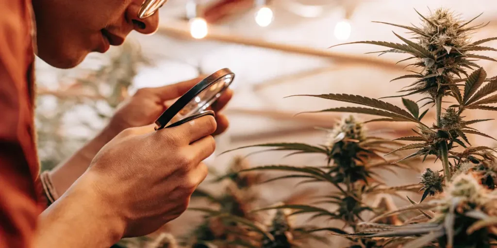 Cannabis Grower Inspecting Plants With a Magnifying Glass