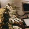 Cannabis Plant Monitoring in an Indoor Grow Room