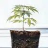Cannabis Plant Root Development in Soil