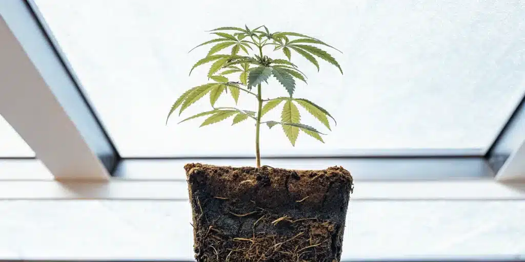 Cannabis Plant Root Development in Soil