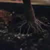 Cannabis Plant Roots in Soil with Perlite