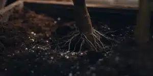 Cannabis Plant Roots in Soil with Perlite