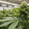Cannabis Plant Under Indoor Grow Lights
