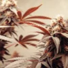 Cannabis Plants in Flowering Stage