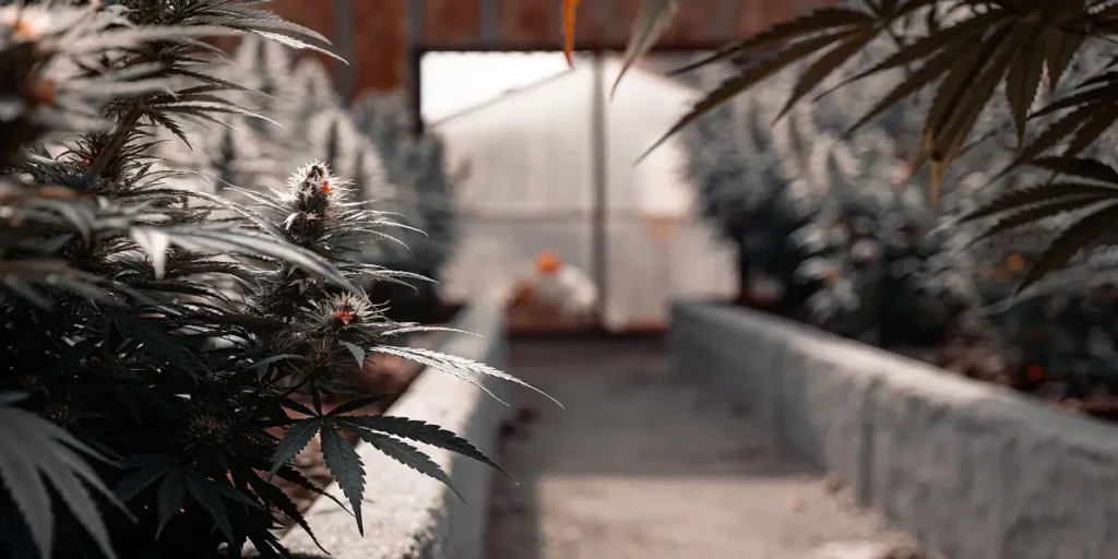 Cannabis Plants Growing in an Outdoor Garden
