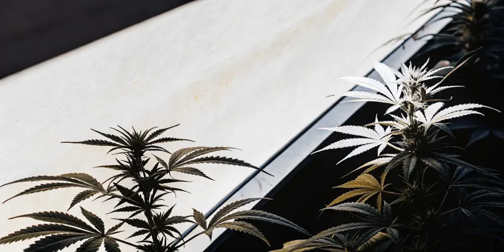 Cannabis Plants Growing Under Greenhouse Light