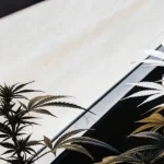 Cannabis Plants Growing Under Greenhouse Light